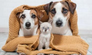 Día del Animal: por qué se celebra el 29 de abril y los desafíos en un país que ama a las mascotas