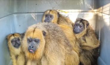 Liberaron en Corrientes a cuatro monos carayá tras un proceso de readaptación a la vida silvestre
