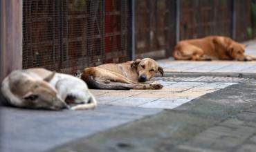 India enfrenta una crisis sanitaria por la sobrepoblación de perros callejeros