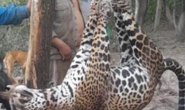 Condenan a prisión a cuatro cazadores por matar un yaguareté en Formosa