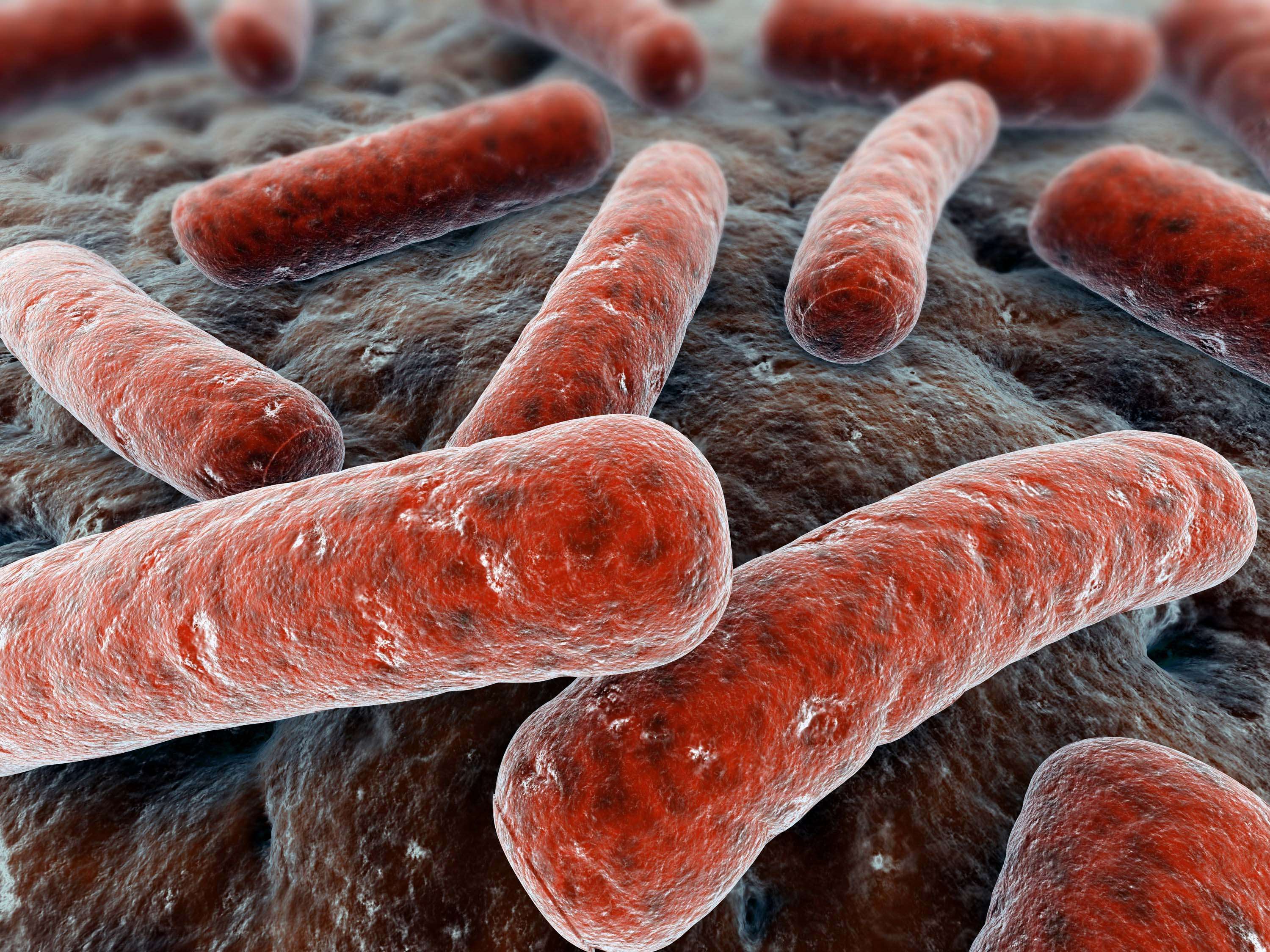 Resultado de imagen para bacterias de koch