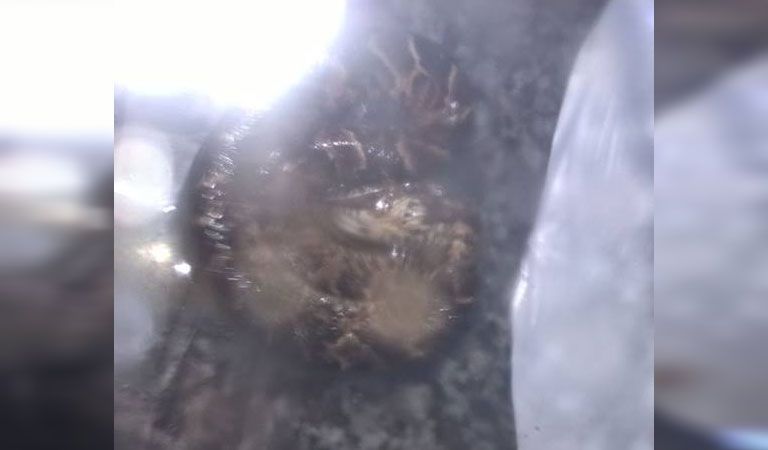 76602_1493125940.jpg