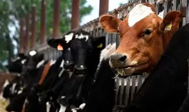 Brasil confirmó que analiza un posible caso de “vaca loca”