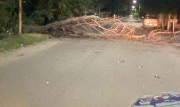 Cae un árbol por los fuertes vientos y bloquea una avenida en el acceso a la Ruta 38