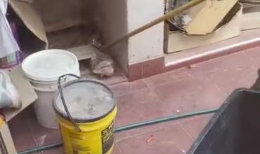 Bomberos retiraron un reptil de una vivienda en el barrio Legislativo