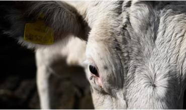 Un barco con casi 3000 vacas procedentes de Uruguay está bloqueado en la costa de Turquía por falta de certificados