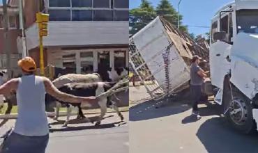 Conductor oriundo de La Rioja protagoniza caos en la Ruta 38: pierde los frenos y 23 vacas quedan sueltas