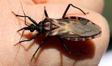 Se revalidó la interrupción de transmisión de Chagas en Corrientes y Neuquén