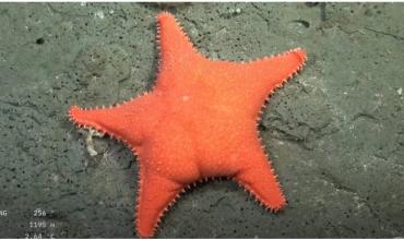 Nueva misión al fondo del Mar Argentino: cuándo empieza y dónde seguir el streaming