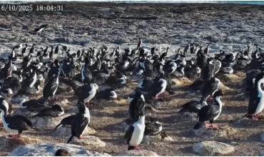 Streaming de pingüinos: la nueva propuesta del Conicet que permitirá conocer aves silvestres