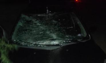 Un automóvil impactó contra un caballo en Ruta Provincial 5: solo hubo daños materiales