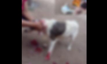 Vecino disparó a una perrita preñada: la policía allanó la vivienda y secuestró un rifle de aire comprimido