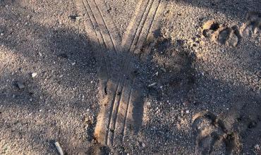 Investigan un caso de abigeato en zona rural de Punta de los Llanos