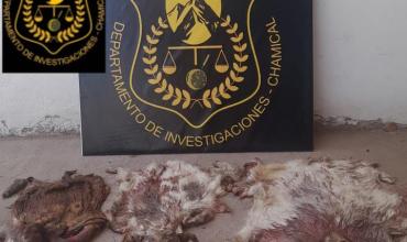 Secuestro de animales faenados en Chamical tras un trabajo investigativo