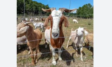 Detenidos por abigeato en Chamical tras entregar animales faenados