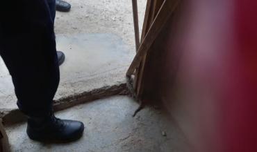 Capturan y liberan serpiente en el barrio Alto San Martín