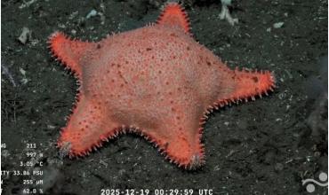 Apareció una nueva estrella culona en el streaming del Conicet: "No tiene los glúteos marcados"