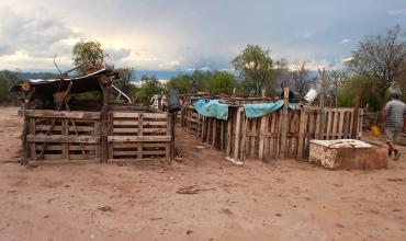 Investigan un caso de abigeato tras el robo de un porcino en Chepes