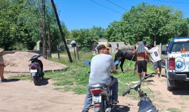 Intervención con rescate de un equino