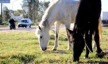 Caballos sueltos: cómo y dónde realizar el reclamo correspondiente