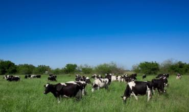 La producción de leche marcó el año pasado su mejor registro de la última década