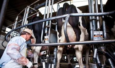 La producción de leche creció 9,7% en 2025 y alcanzó el mayor volumen en 10 años