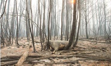 Incendios forestales: la UCR reclamó incorporar la figura de “ecocidio” en la reforma del Código Penal