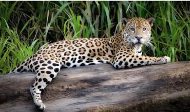 Histórico registro en Iguazú: la yaguareté Janaína apareció con dos nuevas crías