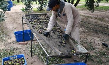 Raúl Muga, delegado regional de UATRE: "No se ha llegado a un acuerdo sobre el precio del cajón de aceitunas"