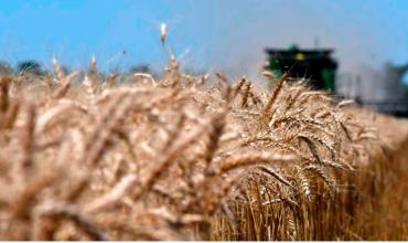 Estiman que ingresarán más de US$3700 millones por exportaciones de trigo tras la cosecha récord