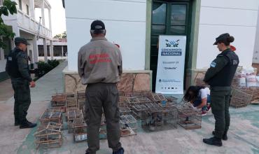 Detectaron un criadero ilegal y rescataron 78 aves silvestres en Chilecito