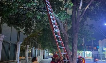 Rescatan a un gato atrapado en la copa de un árbol sobre avenida San Nicolás de Bari