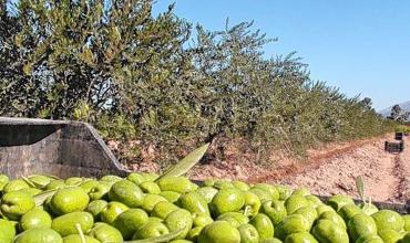 Acuerdan $5.200 por cajón en la cosecha de aceitunas en La Rioja y Catamarca