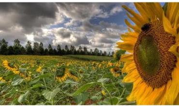 Festeja Luis Caputo: el grano que nadie mira exportó 57% más que el año previo y generó 2300 millones de dólares