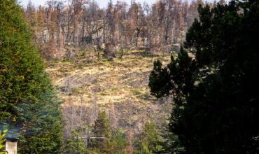 Qué es la restauración activa, el método para recuperar los bosques patagónicos después de los incendios