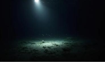 En aguas casi heladas, filmaron por primera vez un tiburón en la Antártida