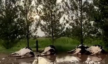 Una centella mató a decenas de vacas lecheras durante una tormenta en Córdoba