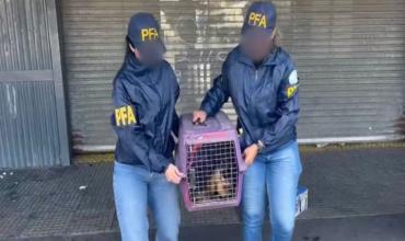 La Policía Federal rescató a un mono que estaba en cautiverio en el barrio porteño de Retiro