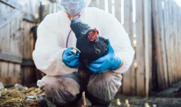 Emergencia sanitaria en Uruguay por gripe aviar: qué medidas tomaron