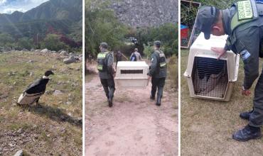 Medio ambiente: En Chilecito hallaron un cóndor andino con síntomas de intoxicación