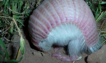 Cómo es el "hada rosa", la especie protegida que volvió a habitar Mendoza