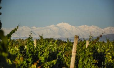 Clave para ganar mercados: 26 bodegas recibieron la certificación de sustentabilidad en 14 provincias