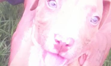 Se ofreció a cortar el césped y terminó robándose un cachorro pitbull en el barrio 26 de Mayo