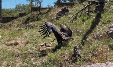 Rescatan a un cóndor andino herido en San Luis