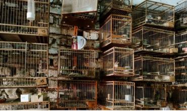 Más de 100 aves silvestres que eran utilizadas para la venta clandestina fueron rescatadas en Moreno