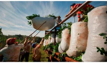  Ángel Orseñuk sobre el conflicto yerbatero: “Muchos productores podrían dejar de cosechar y podría faltar yerba en las góndolas”