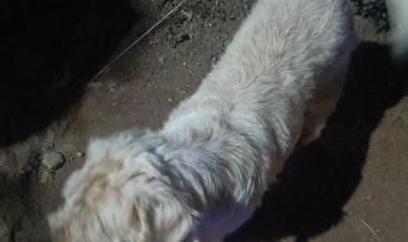 Una mujer resultó herida tras ser mordida por un perro en el barrio Santa Bárbara