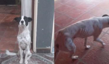 Una jubilada puso en adopción a su perra porque no podía mantenerla, se viralizó y tuvo un giro inesperado