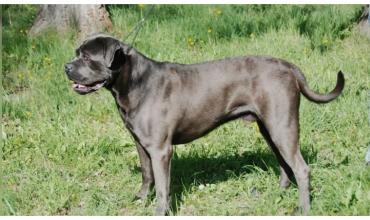 Imputaron a una familia por el ataque de una perra a un niño de seis años en Río Negro