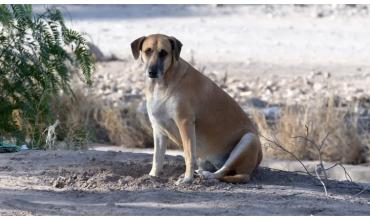 Suma crueldad contra los perros en Europa: un país sacrifica 15.000 canes callejeros